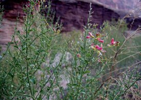 ترنجبین دارویی بی نظیر برای دل درد نوزادان