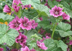 دمنوش پنیرک بهترین درمان‌کننده یبوست است