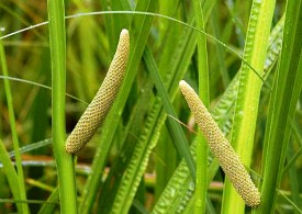 اكسير تركي، در درمان كم خوني موثر است