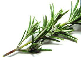 گیاه دارویی اكليل الجبل در درمان میگرن موثر است