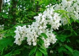 گیاه دارویی اوجا در درمان رماتيسم موثر است