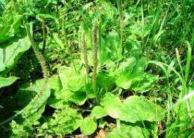 مصرف بارهنگ در درمان بیماری های کبدی موثر است