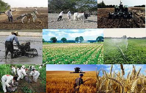 جزئیات قیمت خرید تضمینی محصولات زراعی برای سال ۹۲-۹۳ ابلاغ شد