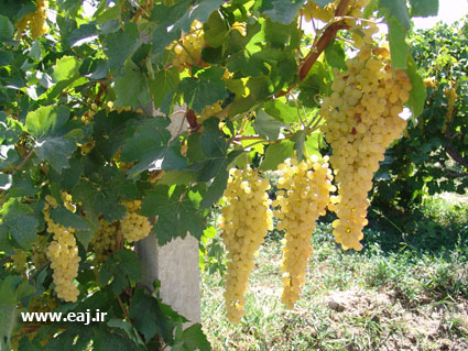 آغاز برداشت انگور از 30هکتار باغات شهر طرقرود