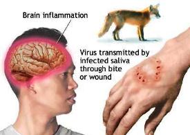 مهم‌ترين علامت اختصاصي هاري، ترس از آب است