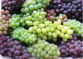 میوه انگور برای معده مرطوب و نفاخ مضر است