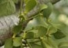 گیاه دارواش در درمان سرطان موثر است