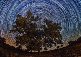 تصویر روز ناسا: درخت آسمان شمالی از لوبیای سحرآمیز تقلید می‌کند