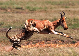 برترین حیوانات را بشناسیم