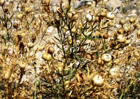 از روغن اسپند در مداوای سیاتیک استفاده کنید