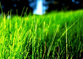گونه ای از چمن بومی ایرانی مقاوم به کم آبی بررسی شد