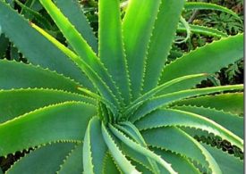 آلئوورا بهترین درمان طبیعی برای کاهش ریزش مو