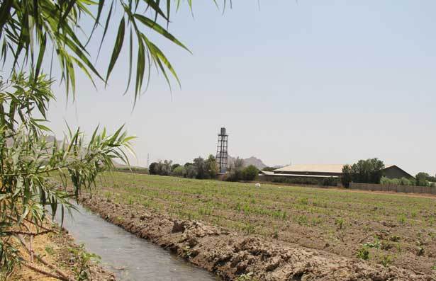 توليد محصول سالم سيب زميني در مزرعه تحقيقاتي توليدی دانشگاه آزاد اصفهان