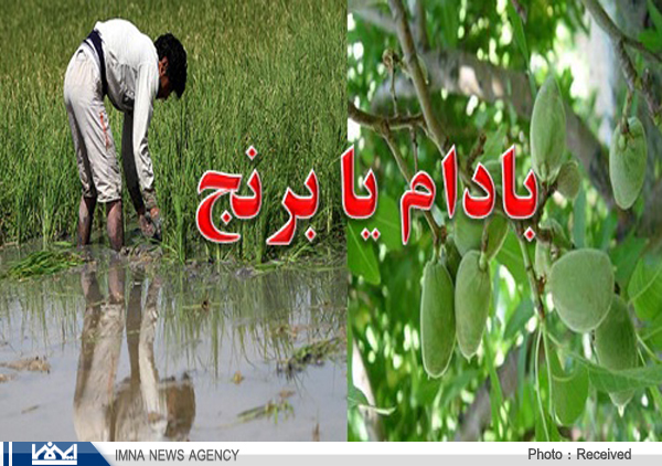 برنج یا بادام؛ کدام یک مقصرند