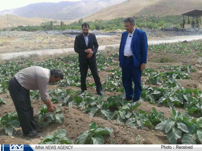 اختصاص 2 هزار هکتار از اراضی فریدونشهر به کشت تنباکو