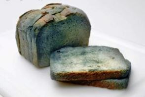 خوردن نان کپک‌زده موجب بروز بیماری‌های گوارشی می‌شود