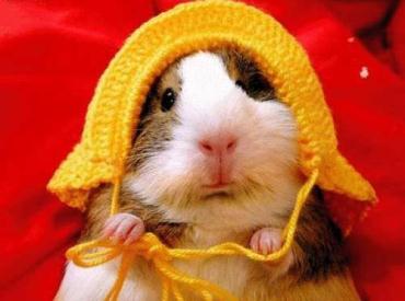 نگهداري حيوانات در خانه  زمینه‌ای برای بروز دیابت است/ تشدید آلرژی در صاحبان حيوانات خانگي