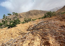 سیب سمیرم قربانی پسته رفسنجان می شود+ عکس
