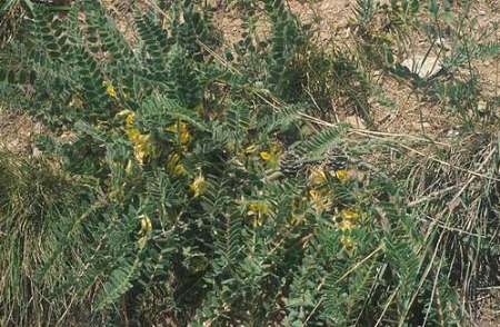 کاهش ماده گزانگبین در مناطق گون خیز استان اصفهان
