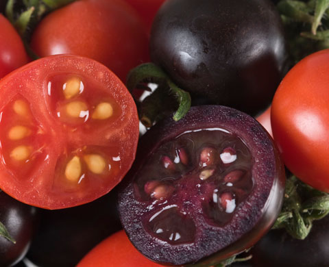 پرورش اندام گوجه فرنگی با هورمون رشد!