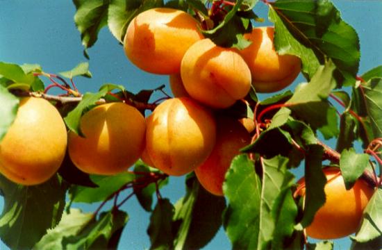 برداشت 12 هزار تن زردآلو از باغ های استان اصفهان