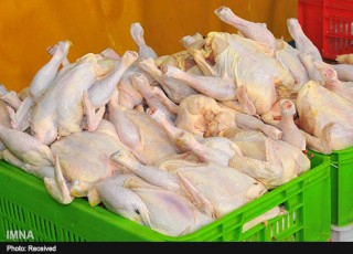 بهترین گوشت برای مصرف کدام است؟/ مرغ‌هايي با طعم آنتي بيوتيك!