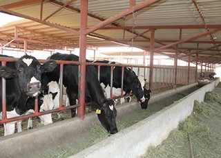 رشد دامپروری نیازمند تحول علمی در دامپروری سنتی است