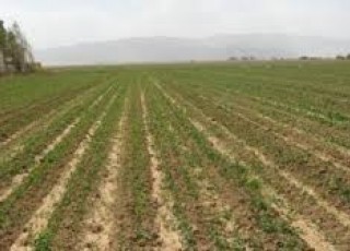 کشت پاییزه 40 هزار هکتار از اراضی کشاورزی اصفهان