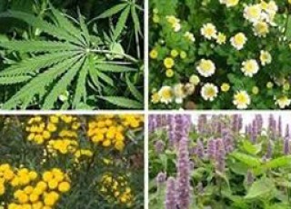 وجود ده‌ها گونه گیاهی گلپایگان گنجینه‌ای با ارزش در دل طبیعت