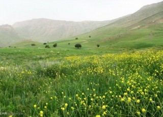 فریدن، سرزمین گیاهان دارویی در بهار جان تازه می گیرد+تصاویر