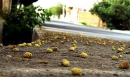 هیس! توت ها فریاد نمی کشند