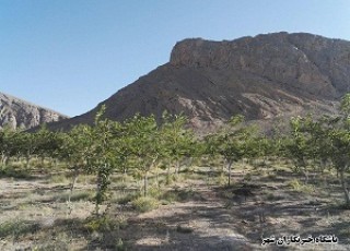 علویجه؛ پایتخت توت ایران