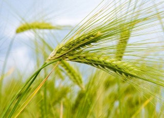 برداشت بیش از 5 هزار تن گندم و جو در نجف آباد