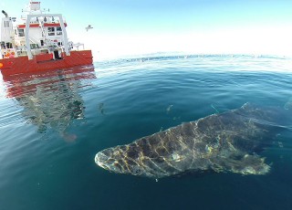 کوسه های گریزلند، کهن سال ترین مهره دار شناخته شده در جهان