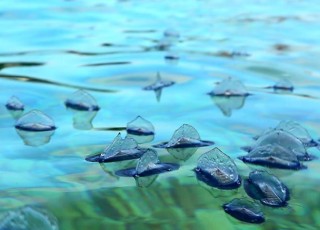 بادبانک شیشه‌ای گونه‌ای جاندار اقیانوس‌های آرام+عکس