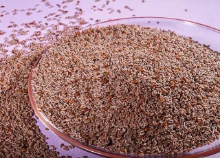 پاکسازی بدن با کمک گیاه "اسفرزه"/ "اسفرزه" فعالیت کلیه و مثانه را بیشتر می‌کند