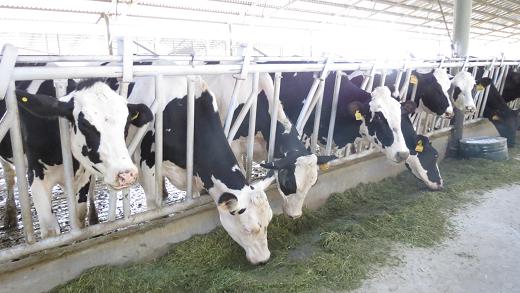 نیاز به آب، چالش پیش روی احداث مجتمع های دامداری در تیران و کرون