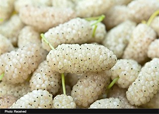 با توت سفید لاغر شوید