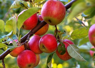اربعین با دادن سیب نذری به جای شله زرد سلامتی را به هم هدیه دهید