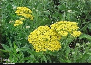 بومادران؛ ضد اسپاسم و برطرف کننده مشکلات روده‌ای است