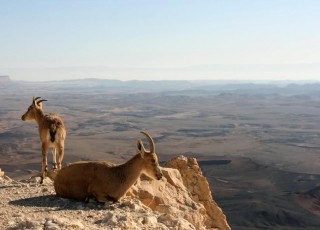 وجود 2 منطقه شکار ممنوع در شهرضا/صدور 40 مورد اخطاریه به صنایع آلاینده شهرضا