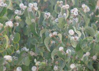 کاشت 60 گونه گیاهی مقاوم به خشکی در شهر اصفهان