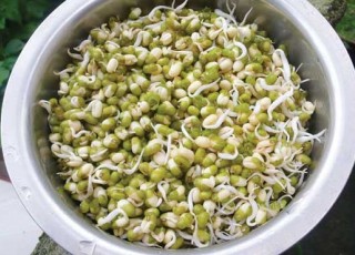 جوانه گندم و ماش؛ مولتی ویتامین طبیعی