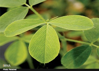 شیره "یونجه" برای کودکان در حال رشد مفید است/ یونجه 2 برابر اسفناج آهن دارد