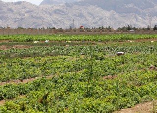 تأسیس رشته تولید و بهره‌برداری از گیاهان دارویی در دانشگاه آزاد شهرضا