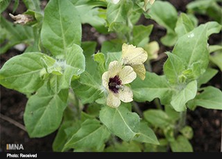بنگ دانه؛ گیاه ضد تشنج/ روغن این گیاه برای درمان دردهای مفصلی به کار می رود