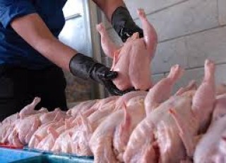 قیمت گوشت مرغ منجمد کاهش یافت