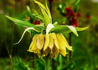 گلستان کوه خوانسار گنجینه گیاهان دارویی
