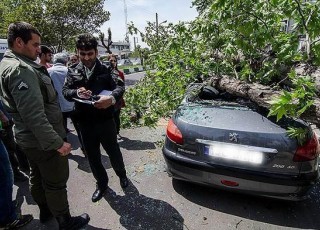 بیمه مسئولیت خسارت خودروهای آسیب دیده ناشی از سقوط درختان را می پردازد